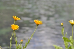 Blumen am Bach
