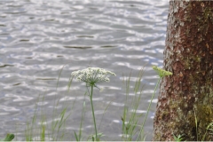 Serie_BlumenamBach-2