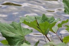 Serie_BlumenamBach-3