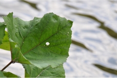 Serie_BlumenamBach-4