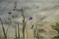 Serie_BlumenamBach-5