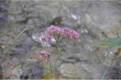 Serie_BlumenamBach-6